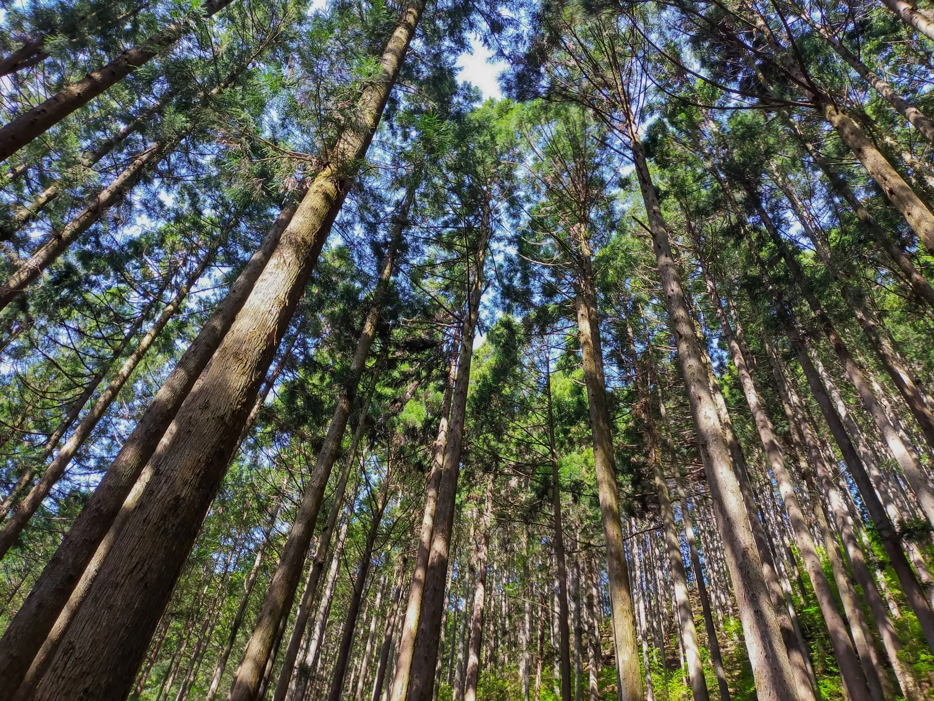 【コラム】相続したくない山林・原野・空き地…放置は危険？負動産の問題点と解決方法